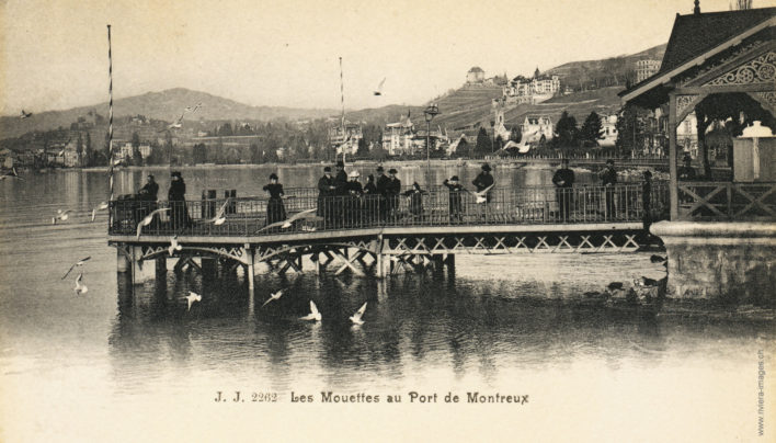 Les Mouettes au Port de Montreux - 2262